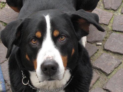 https://images.dog.ceo/breeds/appenzeller/n02107908_7267.jpg