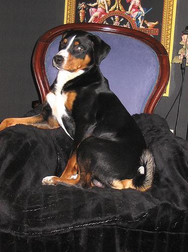 https://images.dog.ceo/breeds/appenzeller/n02107908_7316.jpg