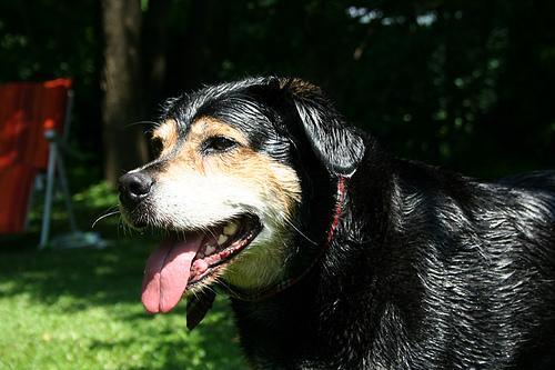 https://images.dog.ceo/breeds/appenzeller/n02107908_7364.jpg