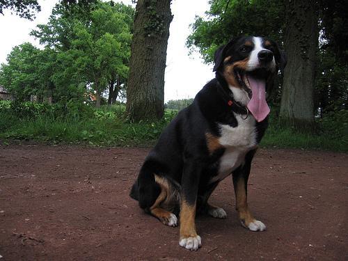 https://images.dog.ceo/breeds/appenzeller/n02107908_754.jpg