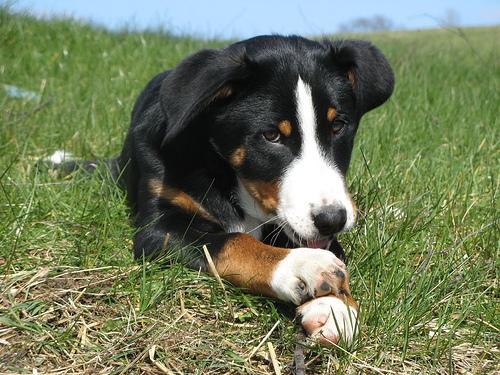 https://images.dog.ceo/breeds/appenzeller/n02107908_7553.jpg