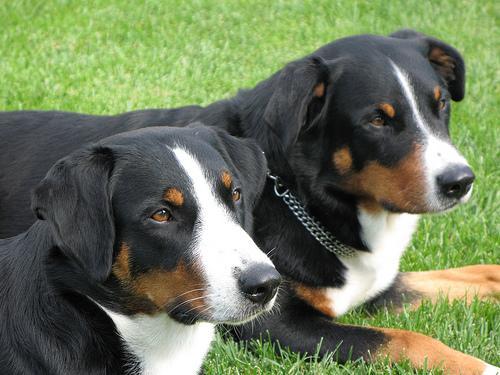 https://images.dog.ceo/breeds/appenzeller/n02107908_7643.jpg