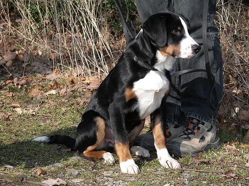 https://images.dog.ceo/breeds/appenzeller/n02107908_80.jpg