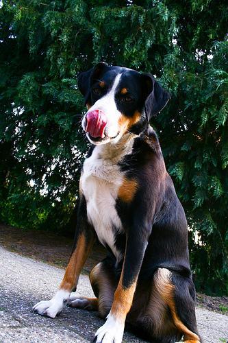 https://images.dog.ceo/breeds/appenzeller/n02107908_8207.jpg