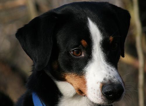 https://images.dog.ceo/breeds/appenzeller/n02107908_849.jpg