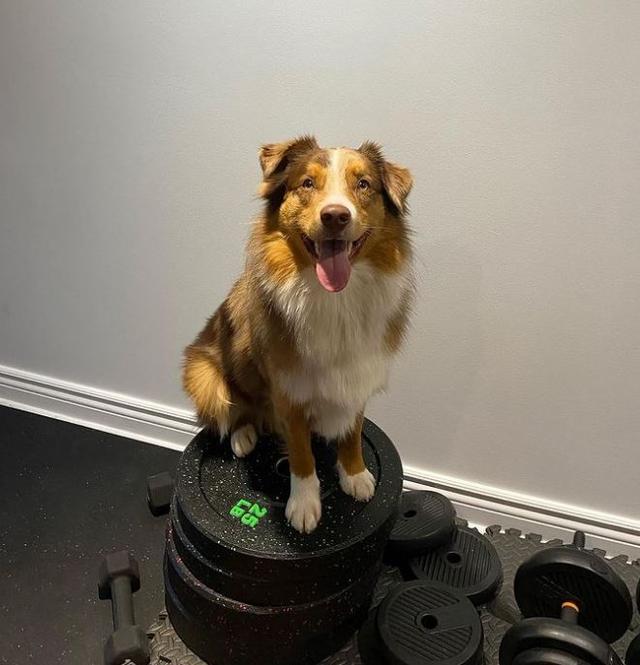 https://images.dog.ceo/breeds/australian-shepherd/forest.jpg