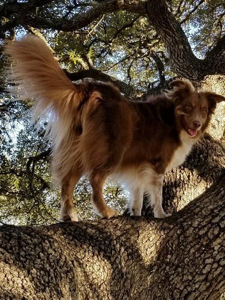 https://images.dog.ceo/breeds/australian-shepherd/leroy.jpg