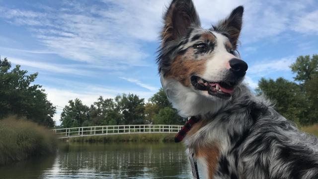 https://images.dog.ceo/breeds/australian-shepherd/pepper.jpg