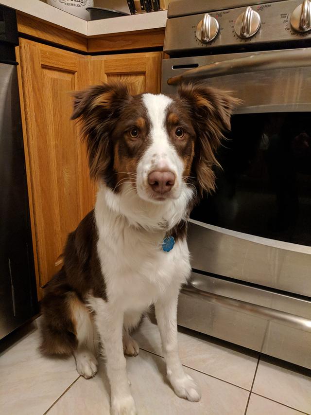 https://images.dog.ceo/breeds/australian-shepherd/sadie.jpg