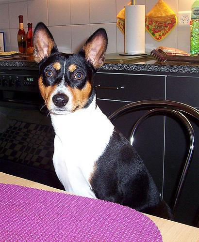 https://images.dog.ceo/breeds/basenji/n02110806_1013.jpg