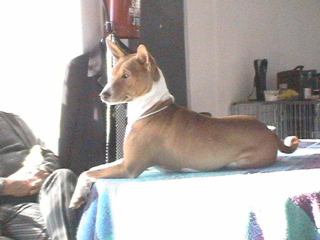 https://images.dog.ceo/breeds/basenji/n02110806_1035.jpg