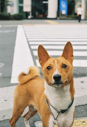 https://images.dog.ceo/breeds/basenji/n02110806_1100.jpg