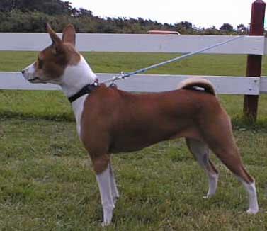 https://images.dog.ceo/breeds/basenji/n02110806_111.jpg