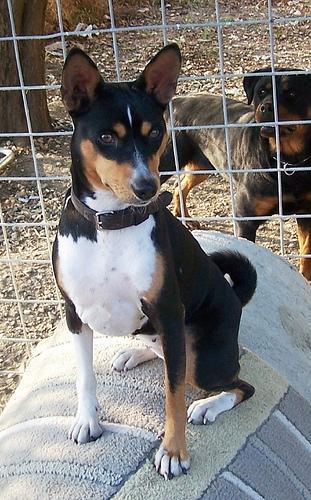 https://images.dog.ceo/breeds/basenji/n02110806_1214.jpg