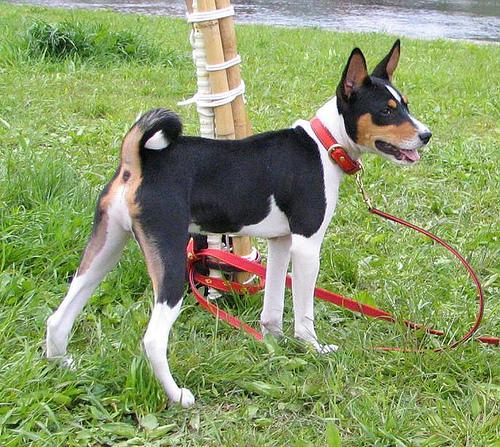 https://images.dog.ceo/breeds/basenji/n02110806_1259.jpg