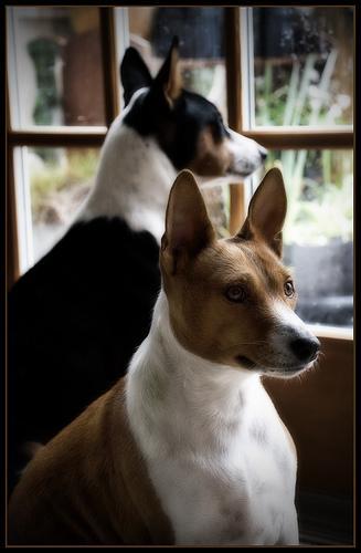 https://images.dog.ceo/breeds/basenji/n02110806_1359.jpg