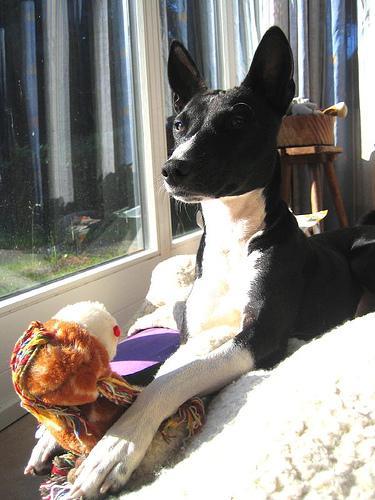 https://images.dog.ceo/breeds/basenji/n02110806_1382.jpg