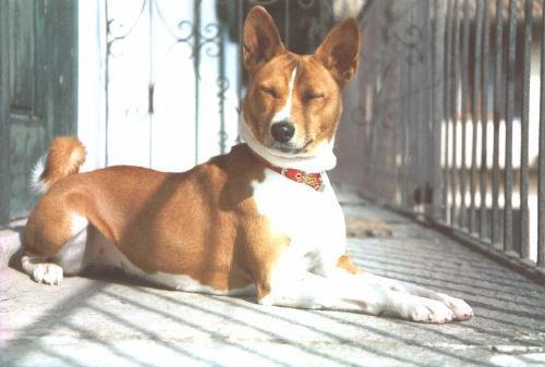 https://images.dog.ceo/breeds/basenji/n02110806_1396.jpg