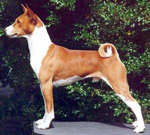 https://images.dog.ceo/breeds/basenji/n02110806_1485.jpg