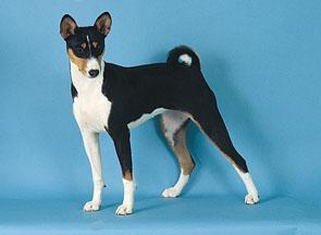 https://images.dog.ceo/breeds/basenji/n02110806_1639.jpg