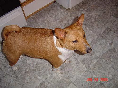 https://images.dog.ceo/breeds/basenji/n02110806_1667.jpg