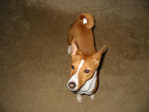 https://images.dog.ceo/breeds/basenji/n02110806_1674.jpg