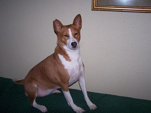 https://images.dog.ceo/breeds/basenji/n02110806_17.jpg