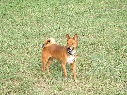 https://images.dog.ceo/breeds/basenji/n02110806_1778.jpg