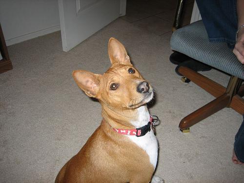 https://images.dog.ceo/breeds/basenji/n02110806_18.jpg