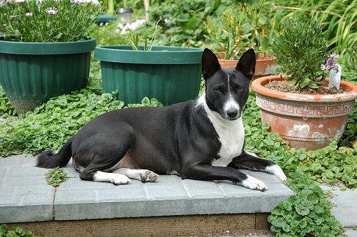 https://images.dog.ceo/breeds/basenji/n02110806_1826.jpg