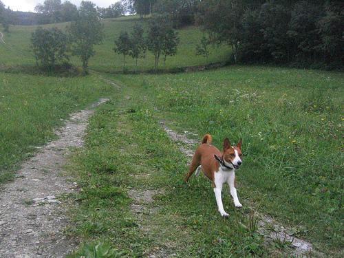 https://images.dog.ceo/breeds/basenji/n02110806_1841.jpg