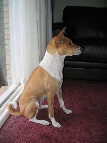 https://images.dog.ceo/breeds/basenji/n02110806_1845.jpg