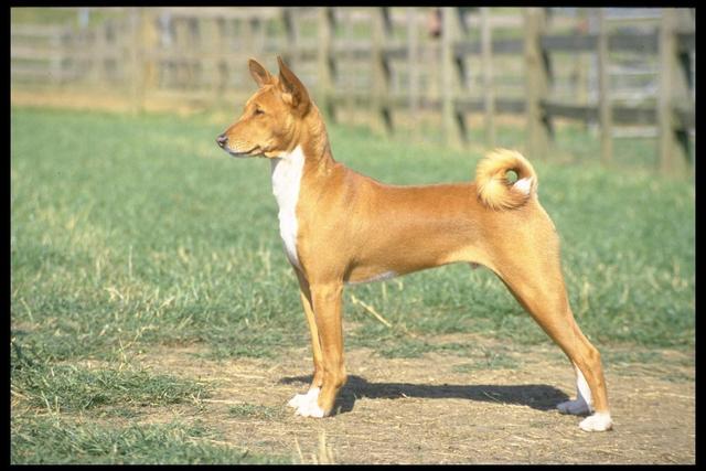 https://images.dog.ceo/breeds/basenji/n02110806_1902.jpg