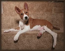 https://images.dog.ceo/breeds/basenji/n02110806_1916.jpg