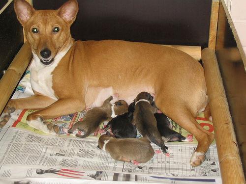 https://images.dog.ceo/breeds/basenji/n02110806_1942.jpg