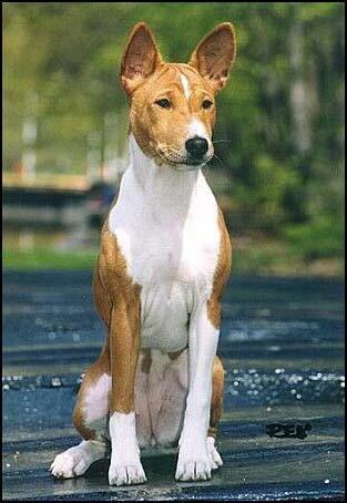 https://images.dog.ceo/breeds/basenji/n02110806_2006.jpg