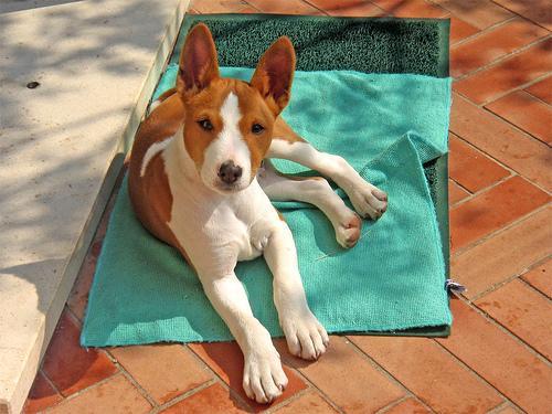 https://images.dog.ceo/breeds/basenji/n02110806_2100.jpg