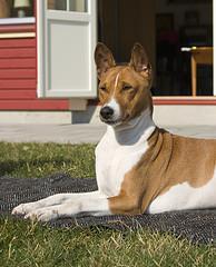 https://images.dog.ceo/breeds/basenji/n02110806_2208.jpg