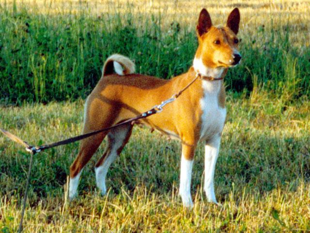 https://images.dog.ceo/breeds/basenji/n02110806_2249.jpg