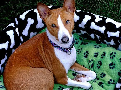 https://images.dog.ceo/breeds/basenji/n02110806_2356.jpg