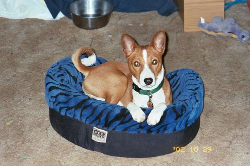 https://images.dog.ceo/breeds/basenji/n02110806_2365.jpg