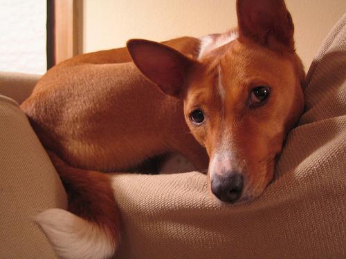 https://images.dog.ceo/breeds/basenji/n02110806_238.jpg