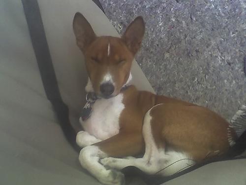 https://images.dog.ceo/breeds/basenji/n02110806_2421.jpg