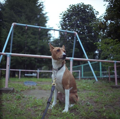 https://images.dog.ceo/breeds/basenji/n02110806_2551.jpg