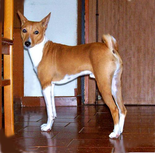 https://images.dog.ceo/breeds/basenji/n02110806_2627.jpg