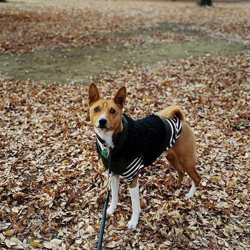 https://images.dog.ceo/breeds/basenji/n02110806_2716.jpg