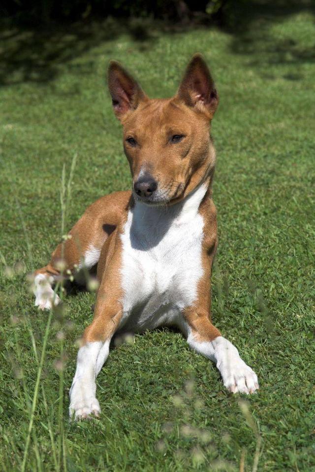 https://images.dog.ceo/breeds/basenji/n02110806_2774.jpg