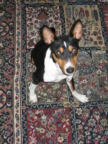 https://images.dog.ceo/breeds/basenji/n02110806_2860.jpg