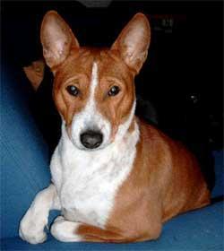 https://images.dog.ceo/breeds/basenji/n02110806_2903.jpg