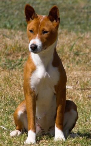 https://images.dog.ceo/breeds/basenji/n02110806_2926.jpg